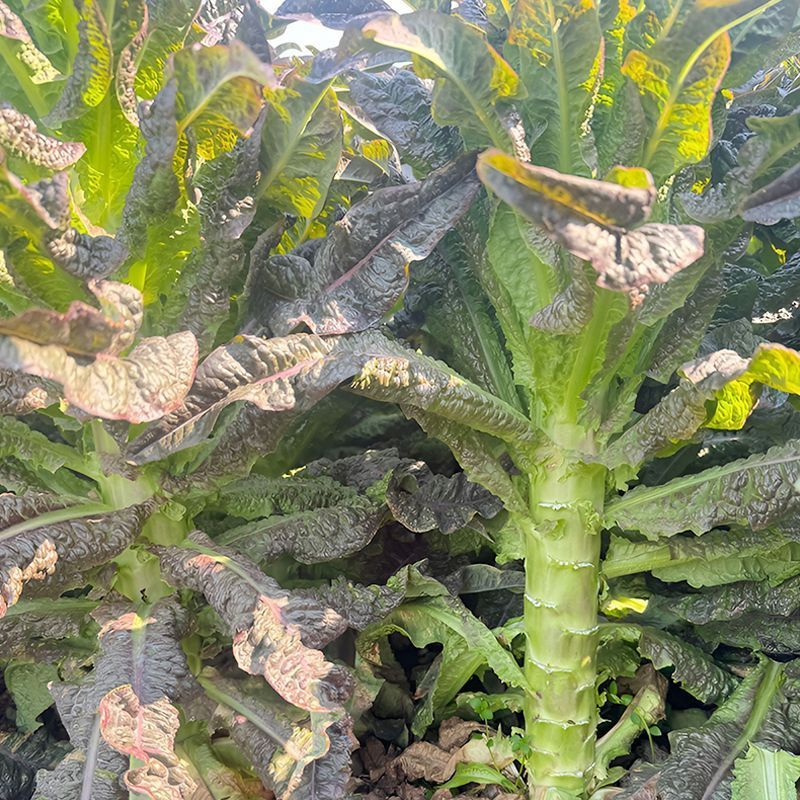 绵蔬福剑香莴笋种子耐寒尖叶皮红肉青质脆香味浓味清香莴苣