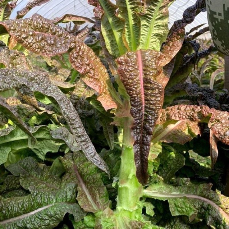 绵蔬福剑香莴笋种子耐寒尖叶皮红肉青质脆香味浓味清香莴苣