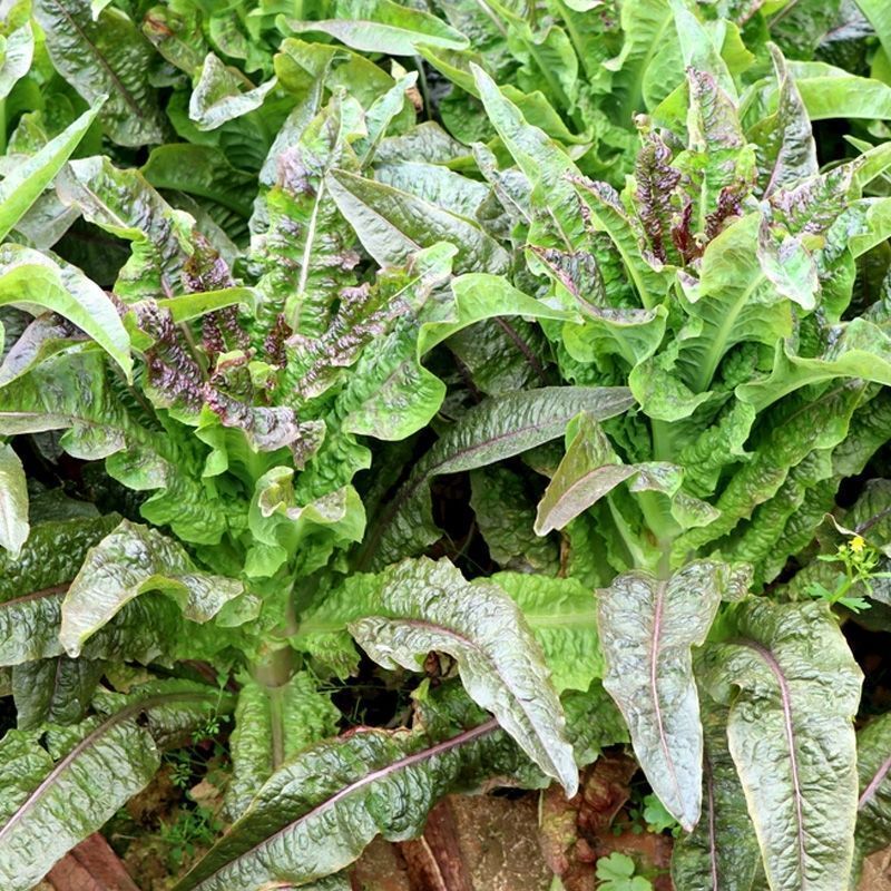 绵蔬福剑香莴笋种子耐寒尖叶皮红肉青质脆香味浓味清香莴苣