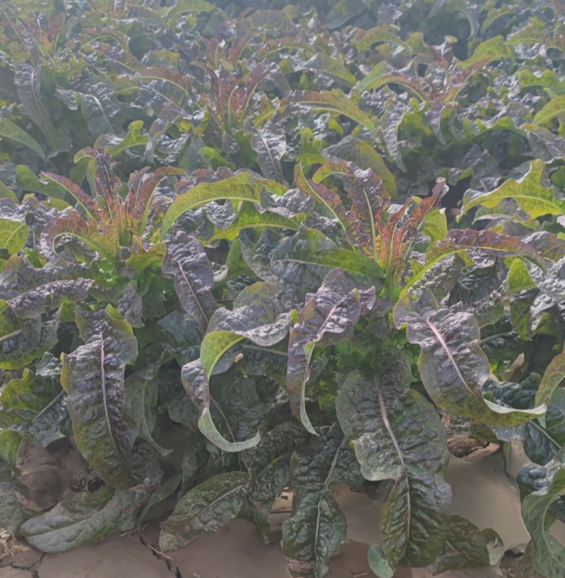 绵蔬福剑香莴笋种子耐寒尖叶皮红肉青质脆香味浓味清香莴苣