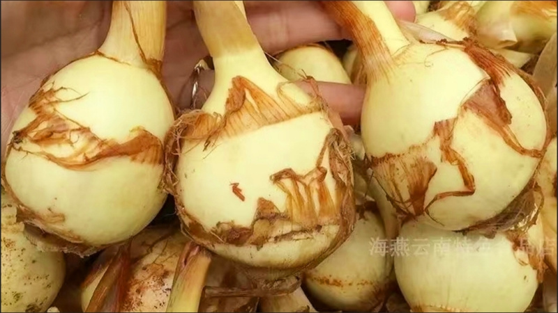 盐城纯白大茨菇大量现货欢迎全国客户来盐批发