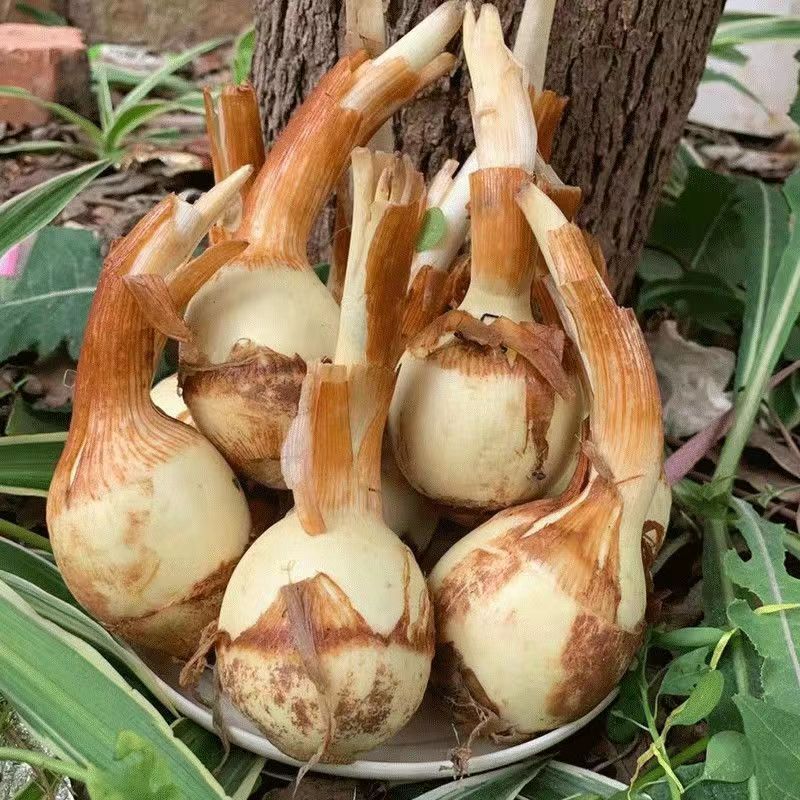 盐城纯白大茨菇大量现货欢迎全国客户来盐批发