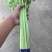 香芹