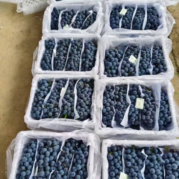 新疆蓝莓葡萄八十一团