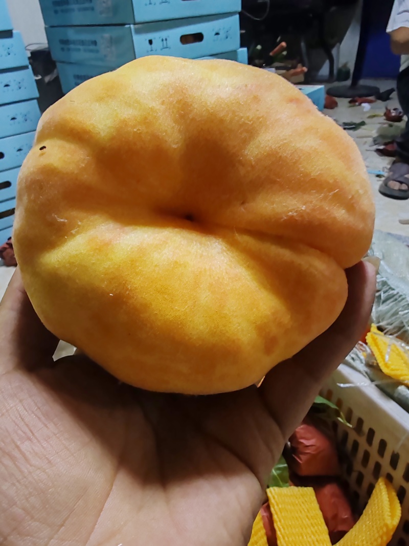 蟠十一上市，需要的请联系