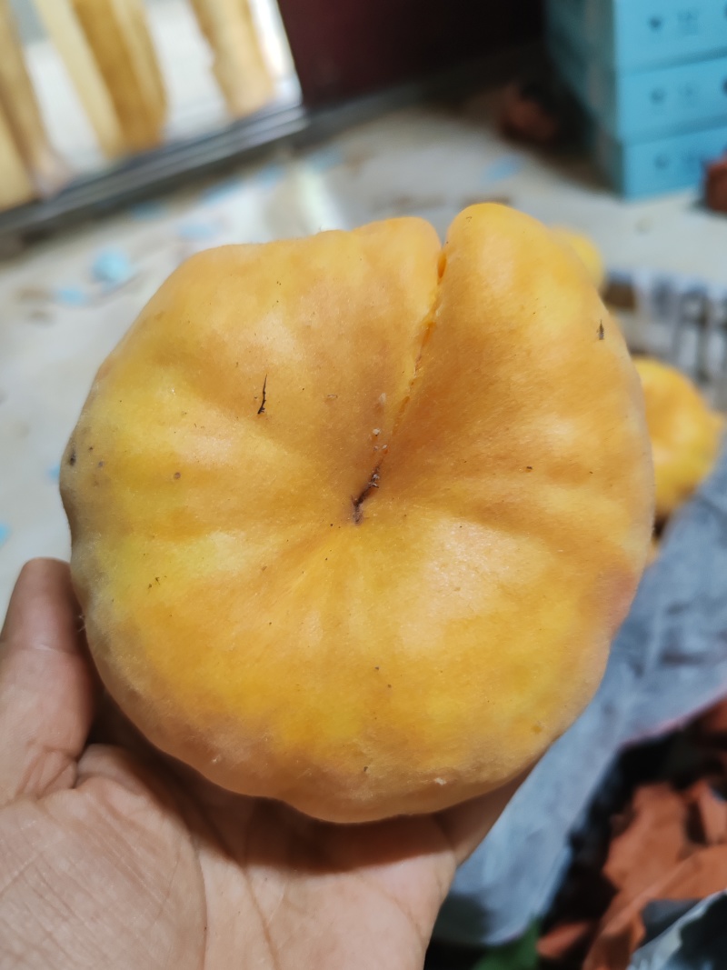 蟠十一上市，需要的请联系