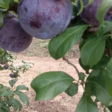 黑总统