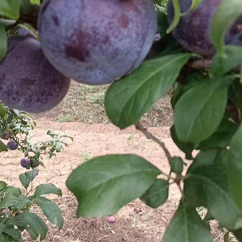 黑总统