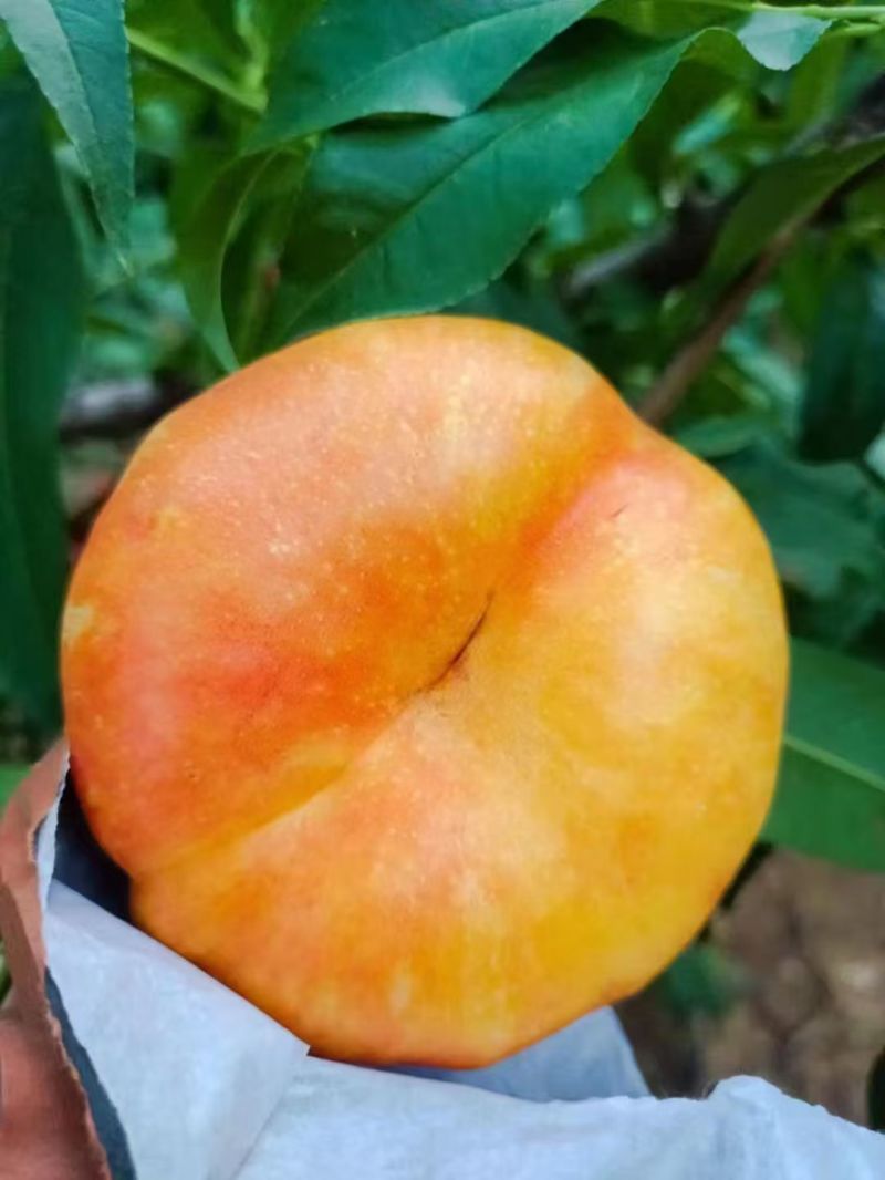 精品油盘九