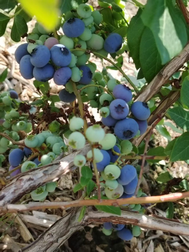 大量出售蓝莓