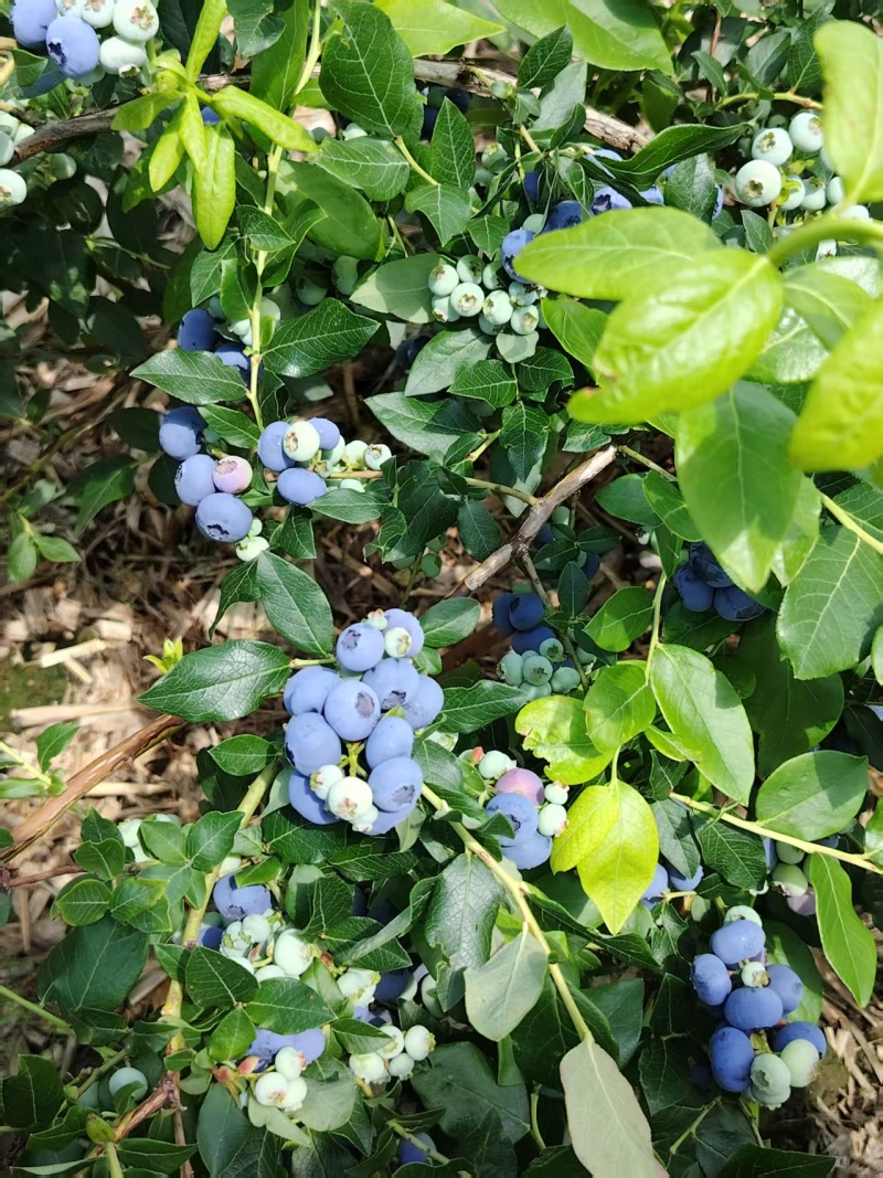 大量出售蓝莓