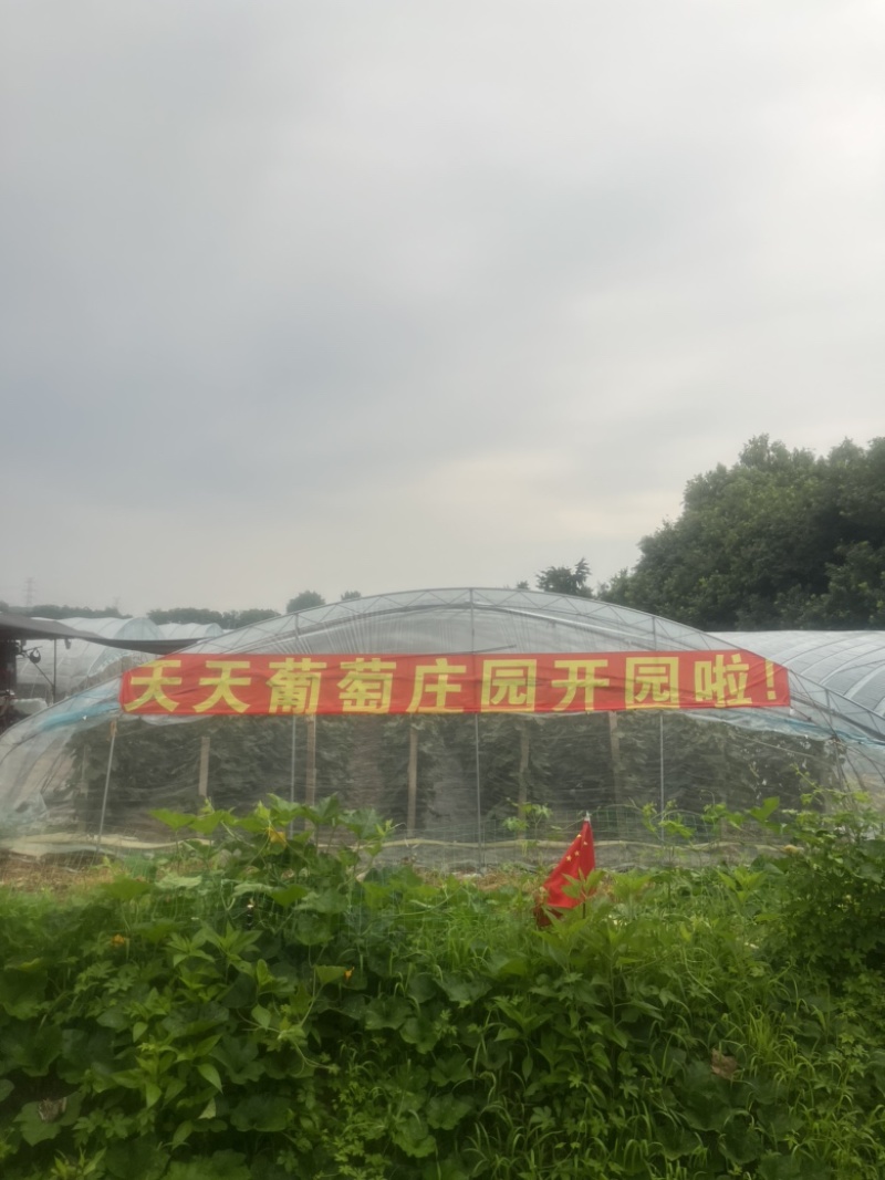 成熟园区果园葡萄园转让，可租可转，固定客源，