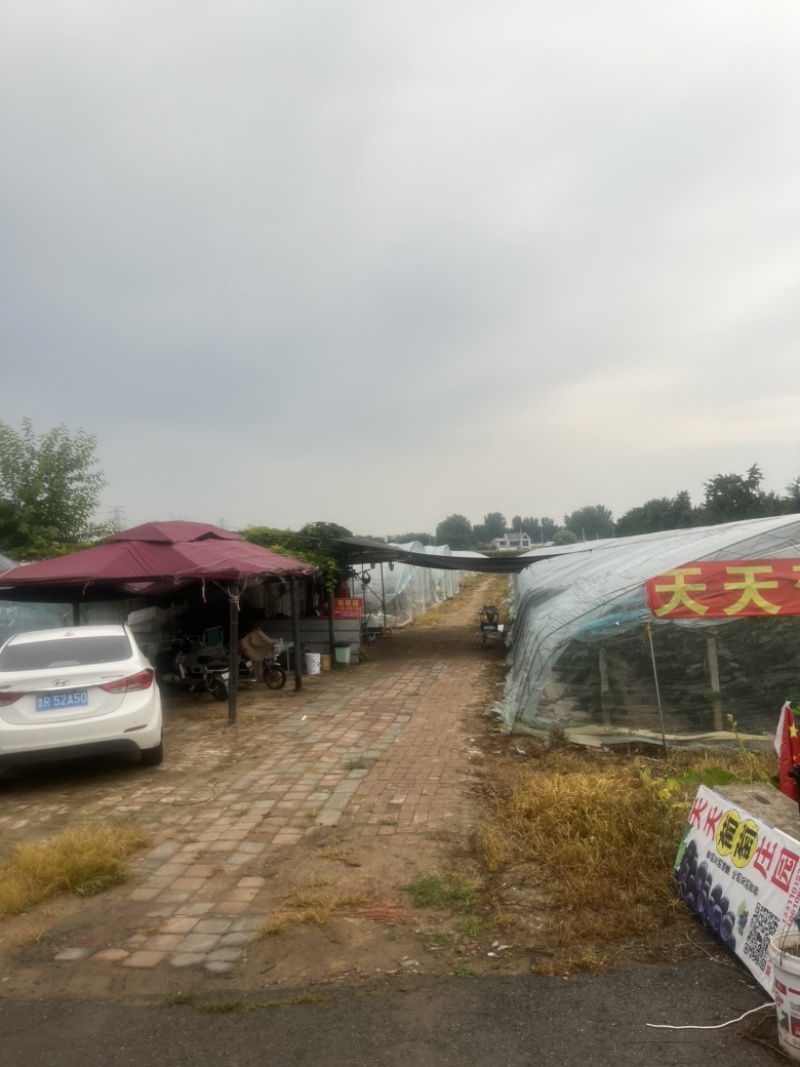 成熟园区果园葡萄园转让，可租可转，固定客源，