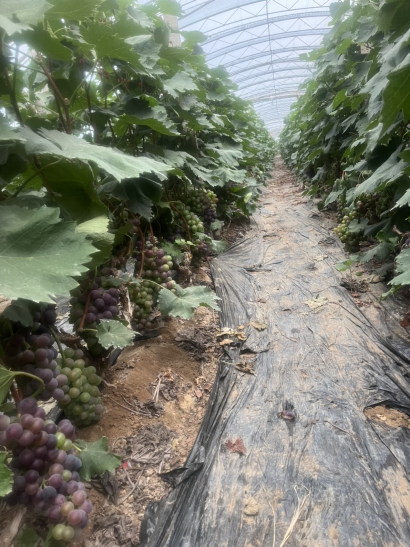 成熟园区果园葡萄园转让，可租可转，固定客源，