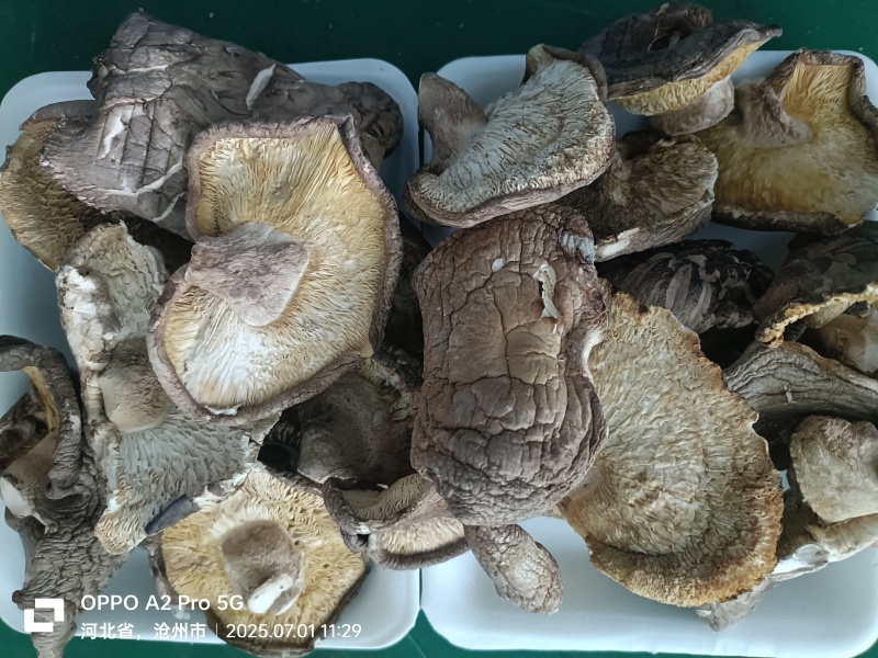 沧州市献县枣木干香菇食堂专用