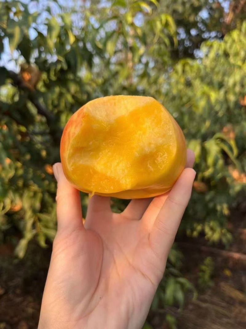 黄油蟠桃量大，需要的来