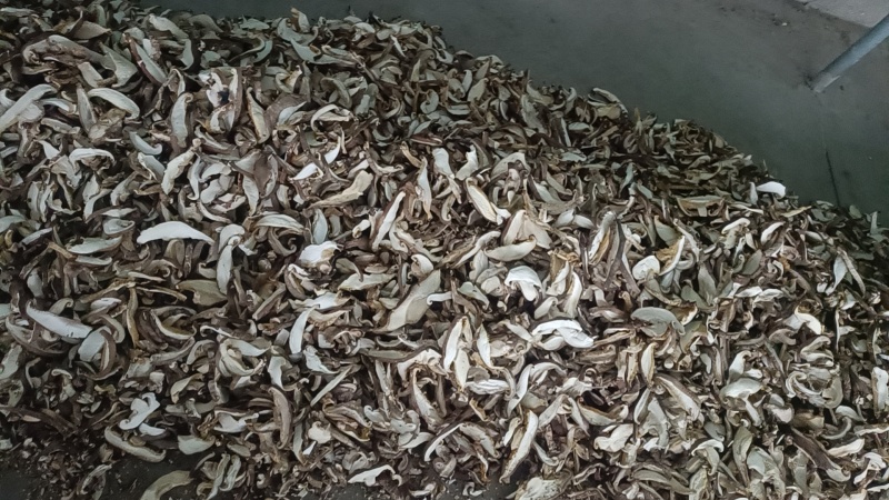 献县枣木香菇条，包子饺子煲汤食堂专用