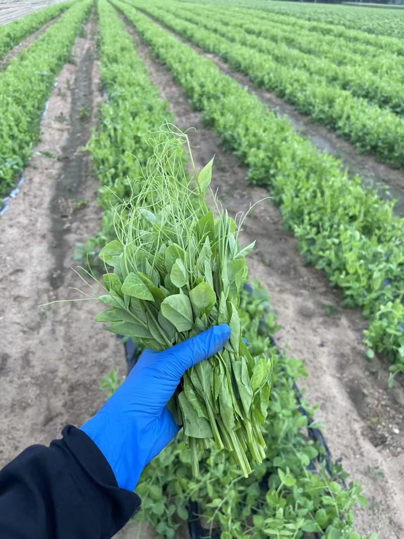 坝上高原豌豆尖**茬采摘