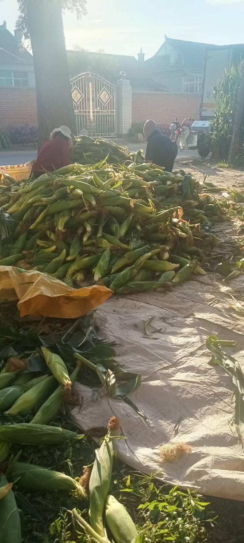 万诺系列，