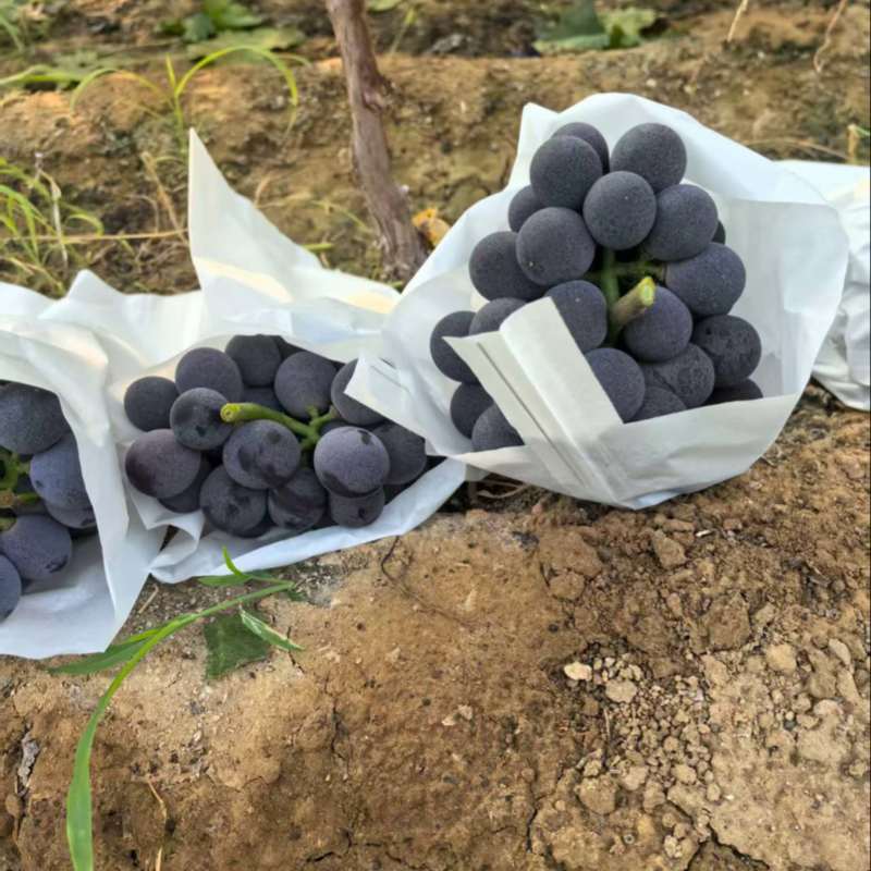 葡萄大量上市，各种品种齐全，忘新老顾客前来采购。