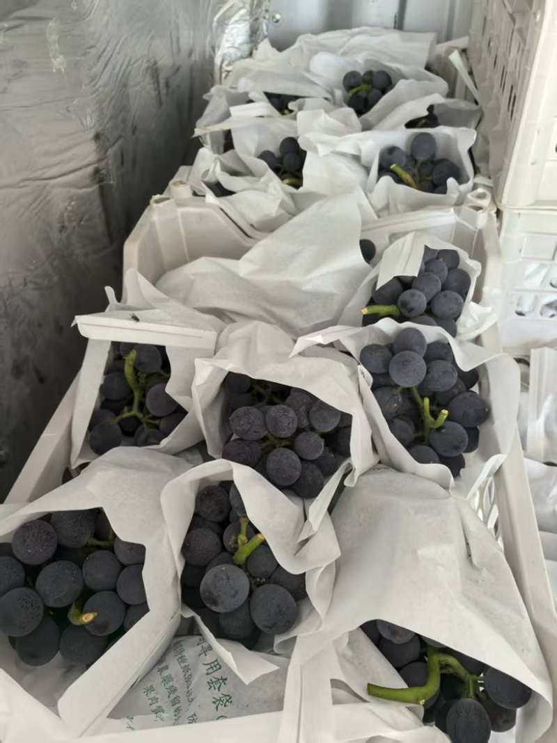 葡萄大量上市，各种品种齐全，忘新老顾客前来采购。