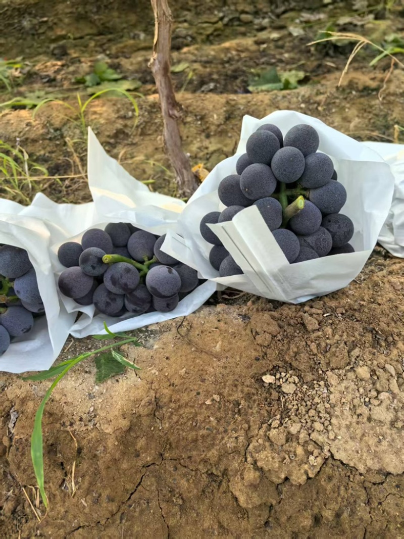 葡萄大量上市，各种品种齐全，忘新老顾客前来采购。