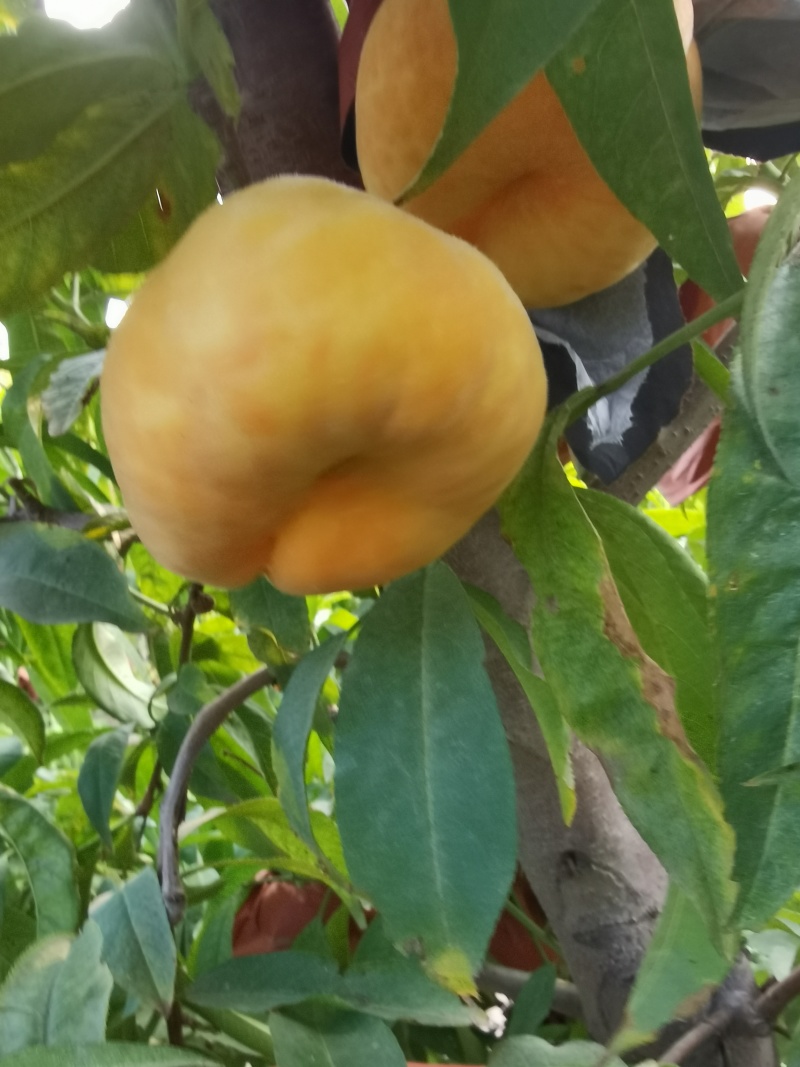 黄蟠桃