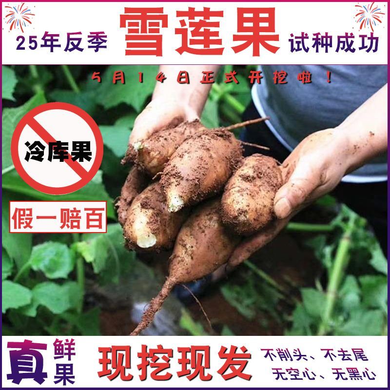 25年云南天山雪莲果正宗黄心红心特级大果中果小个现货便宜学生