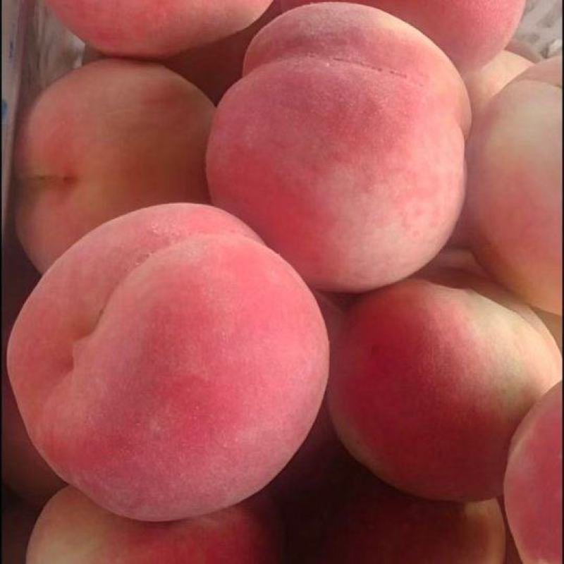 特大精品早凤王毛桃大量上市货源充足
