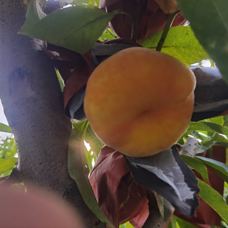 黄蟠桃