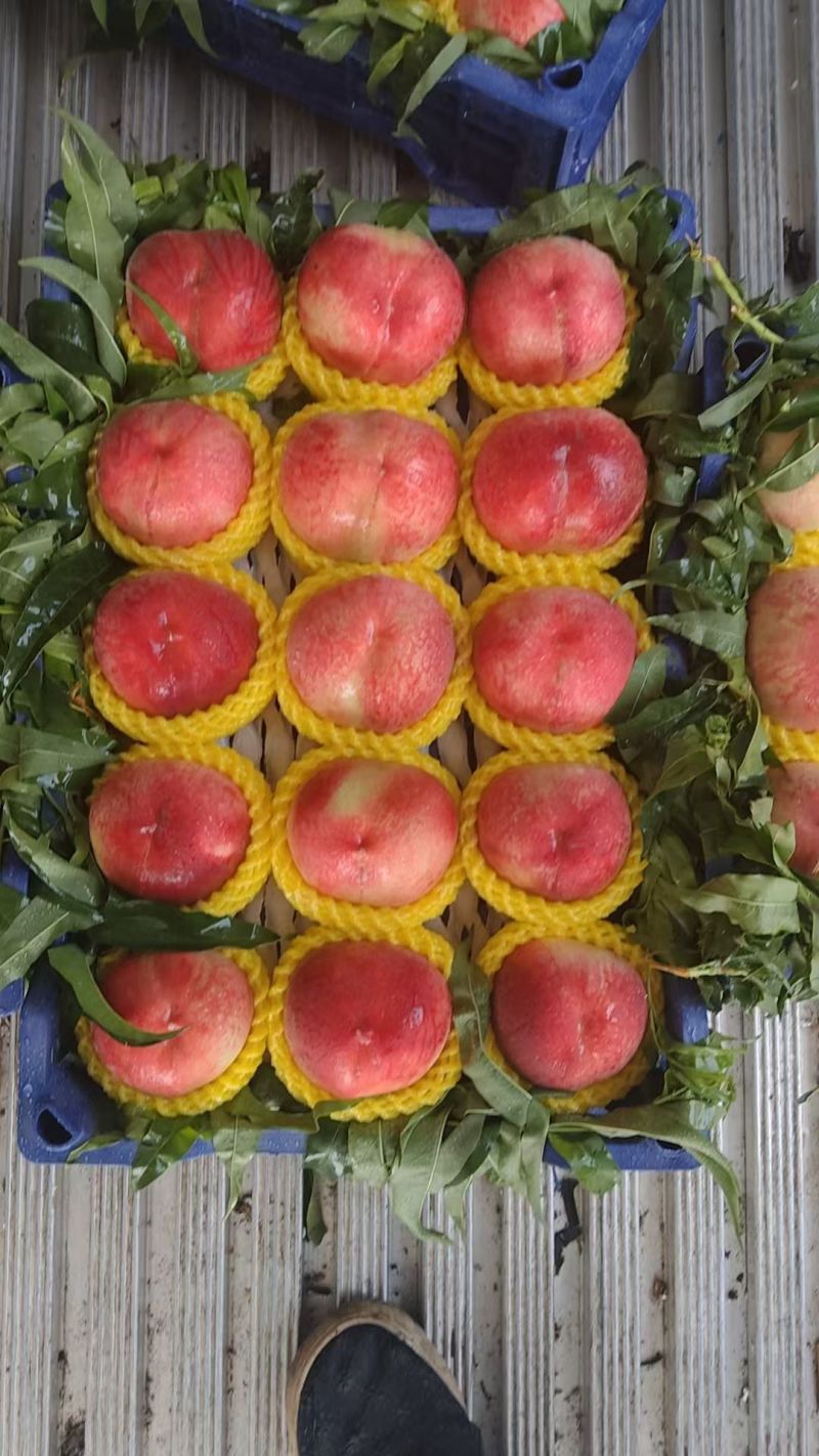 特大精品早凤王毛桃大量上市货源充足