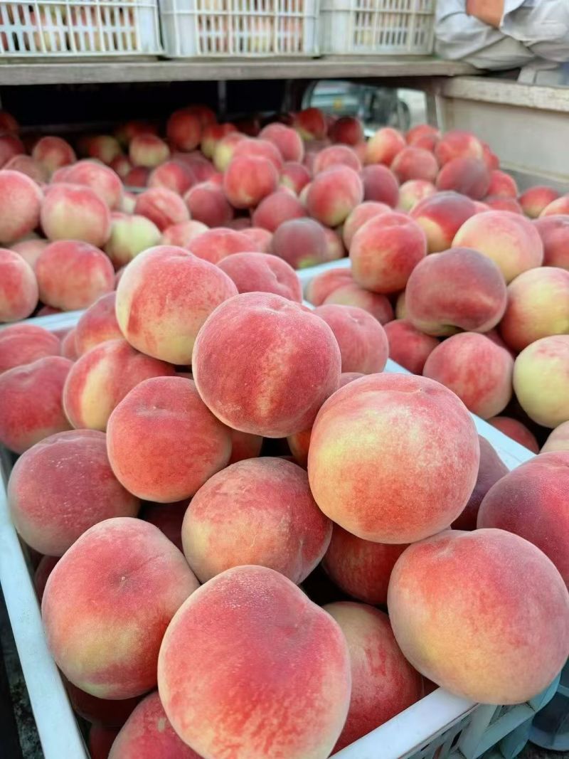 特大精品早凤王毛桃大量上市货源充足