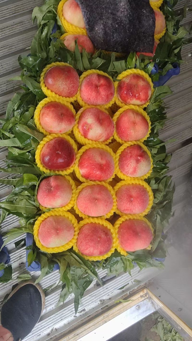 特大精品早凤王毛桃大量上市货源充足
