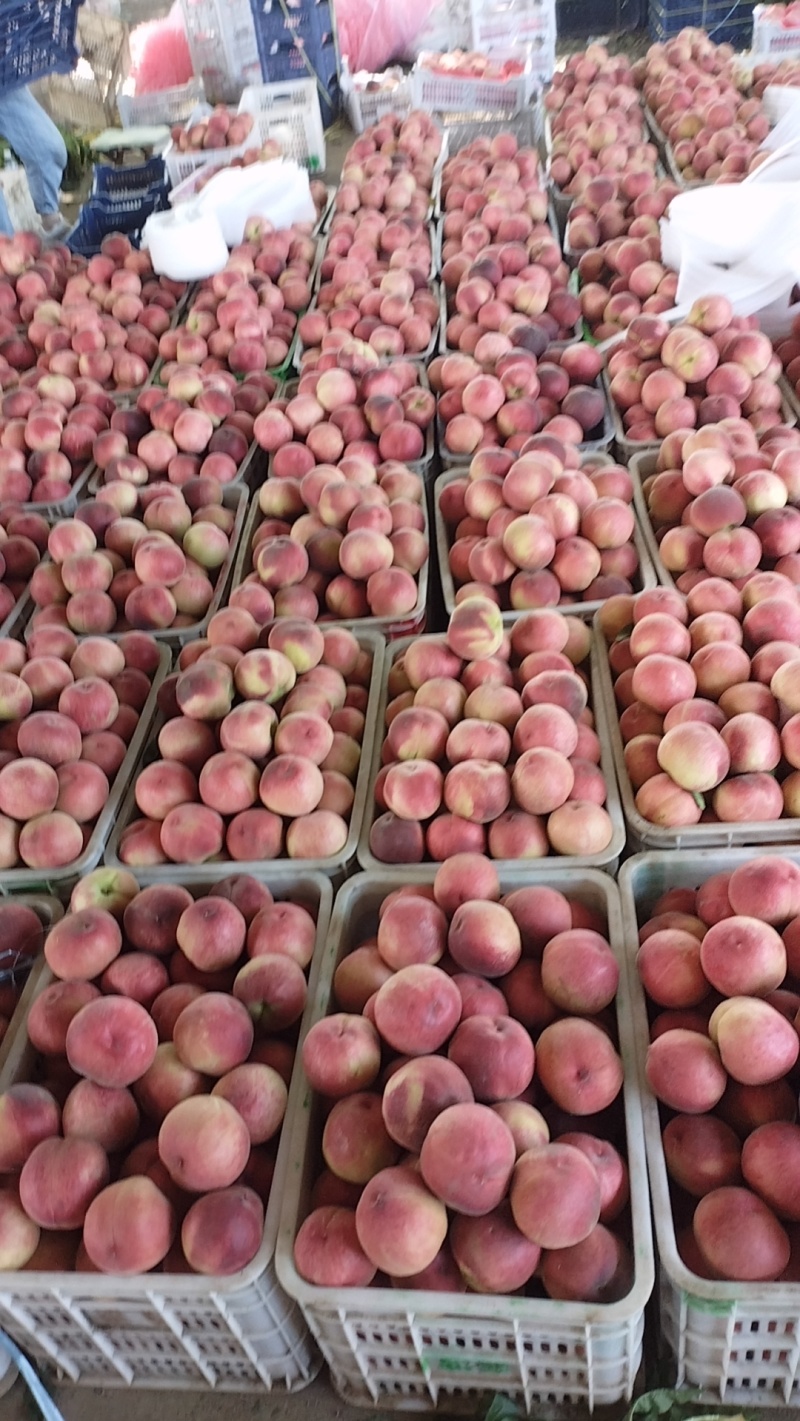 特大精品早凤王毛桃大量上市货源充足