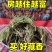 【芬芳香味】藏香柏秘境天然香净化空气磁场精神藏香植