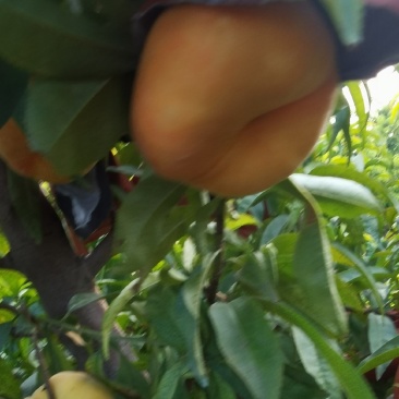 黄蟠桃