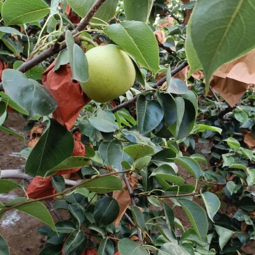 皇冠梨