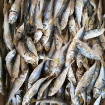 东海巴浪鱼干即食