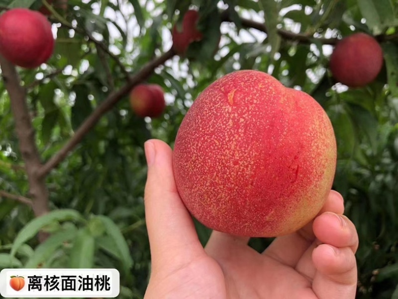 离核油桃，全山东*甜，**找不出第二家，找到比我甜的不要