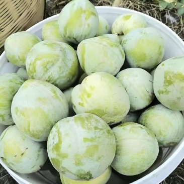 奈李，清脆李，纯甜无酸，脱骨，对接电商，社团，市场，出口