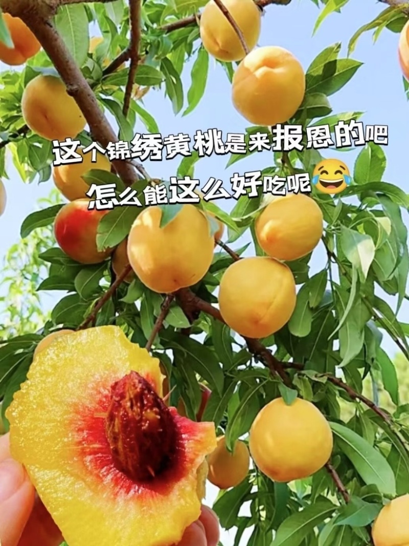 自家特产的黄桃，黄油桃，吃的不仅是水果，是健康。