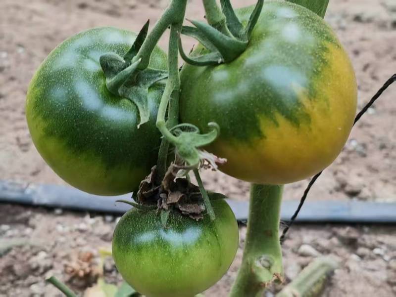 草莓柿子口感番茄大量现货绿腚柿子鹰爪西红柿基地直供
