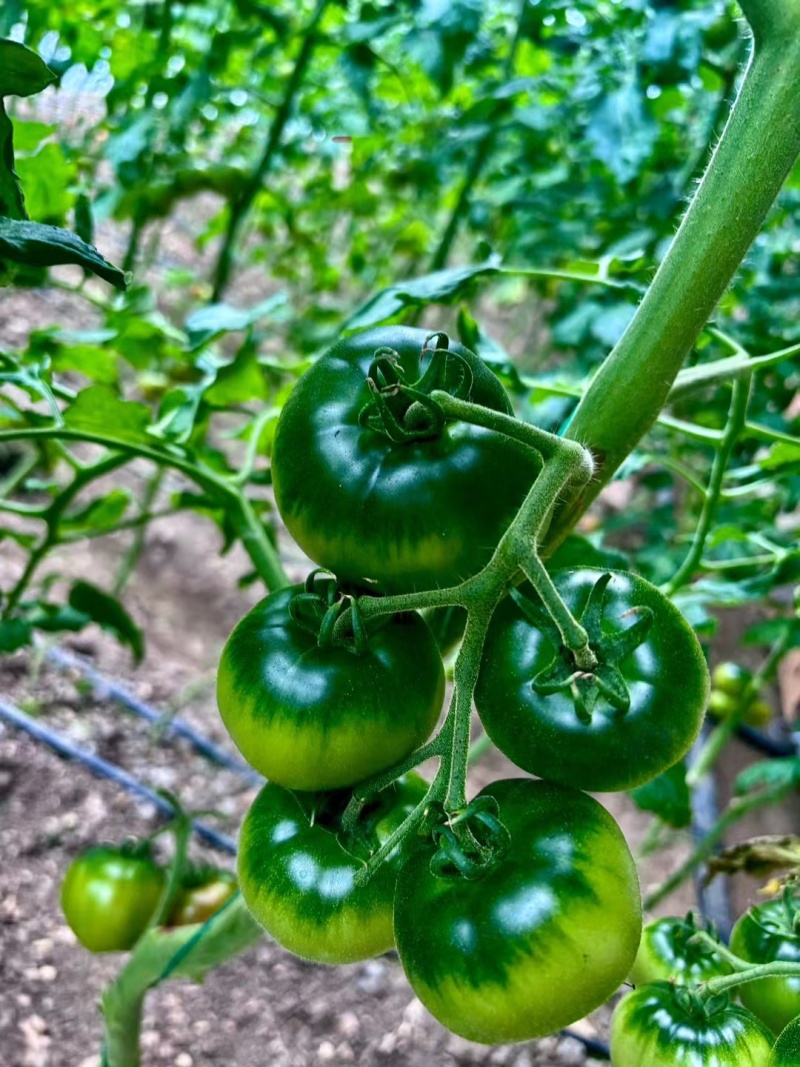 草莓柿子口感番茄大量现货绿腚柿子鹰爪西红柿基地直供