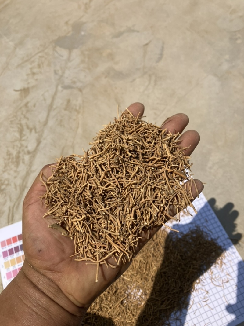 白薇零售批发全国发货种植基地源头厂家无中间商赚差价