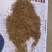 白薇零售批发全国发货种植基地源头厂家无中间商赚差价