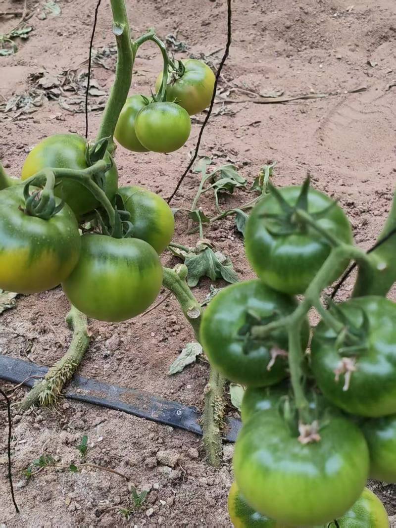 草莓柿子口感番茄大量现货绿腚柿子鹰爪西红柿基地直供