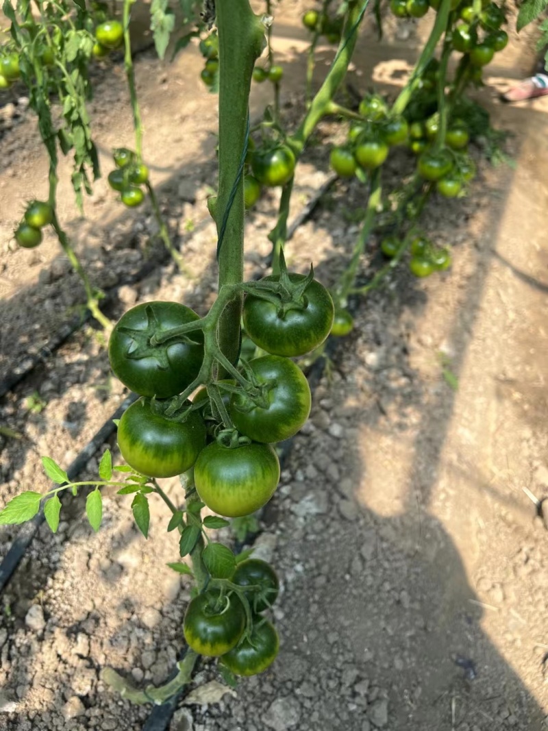 草莓柿子口感番茄大量现货绿腚柿子鹰爪西红柿基地直供