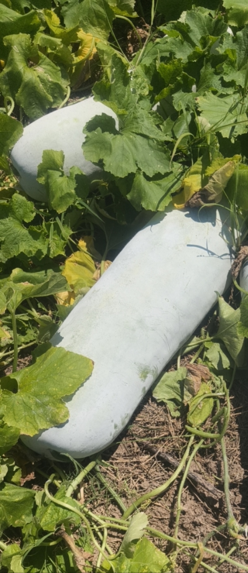 自家种植台州本地精品白皮白冬瓜