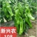 一代杂交早熟薄皮泡椒种子微辣竖条纹大果型抗病高产