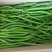 高山线椒